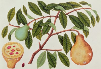 Frucht, aus Zeichnungen von Pflanzen aus Malakka, ca. 1805-18 von Chinese School